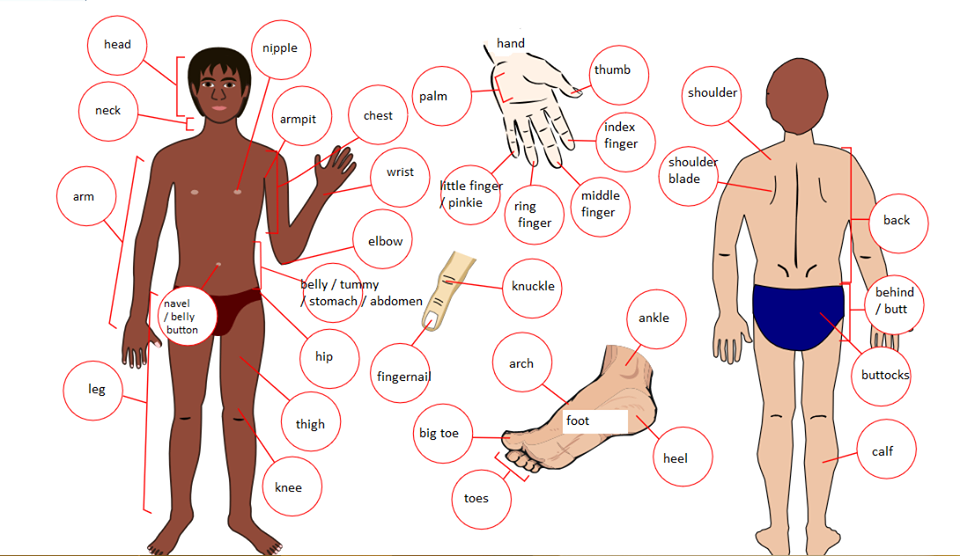 Body Parts ! - Tiếng anh giao tiếp - ms.kathrynSay It In English & Say